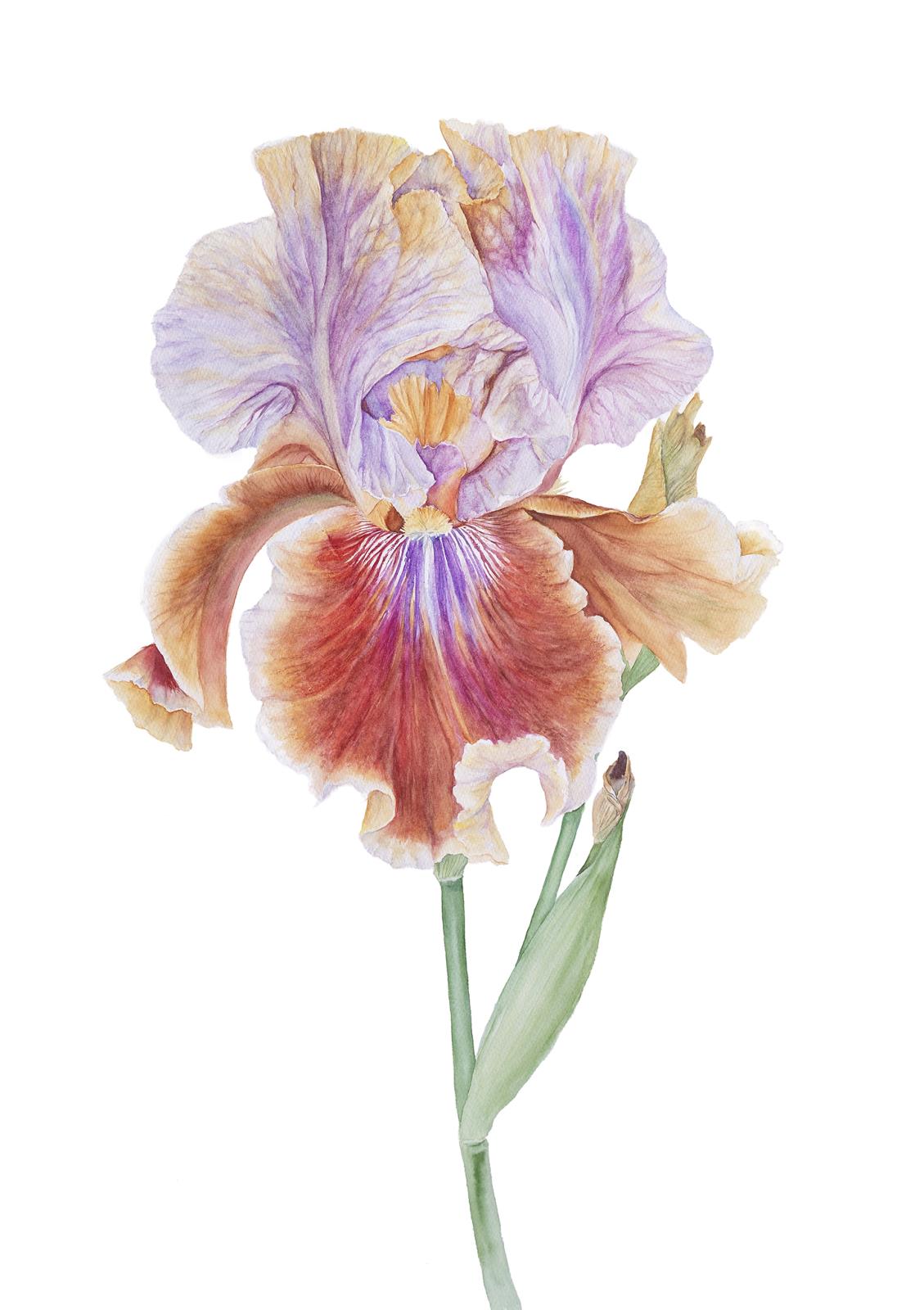 Bearded Iris 'Rachel de Thame'